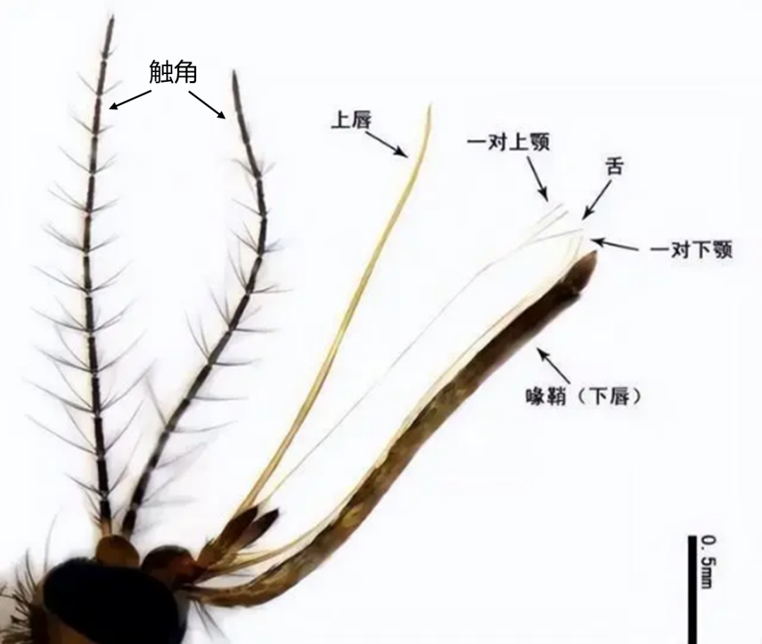 恼人的蚊子为什么能准确找到你?电镜下解析蚊子精密的吸血“武器” - 知乎
