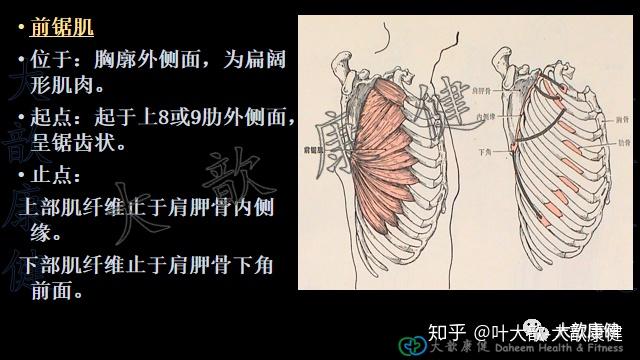 被冤枉的肌肉1：前锯肌与翼状肩胛 - 知乎