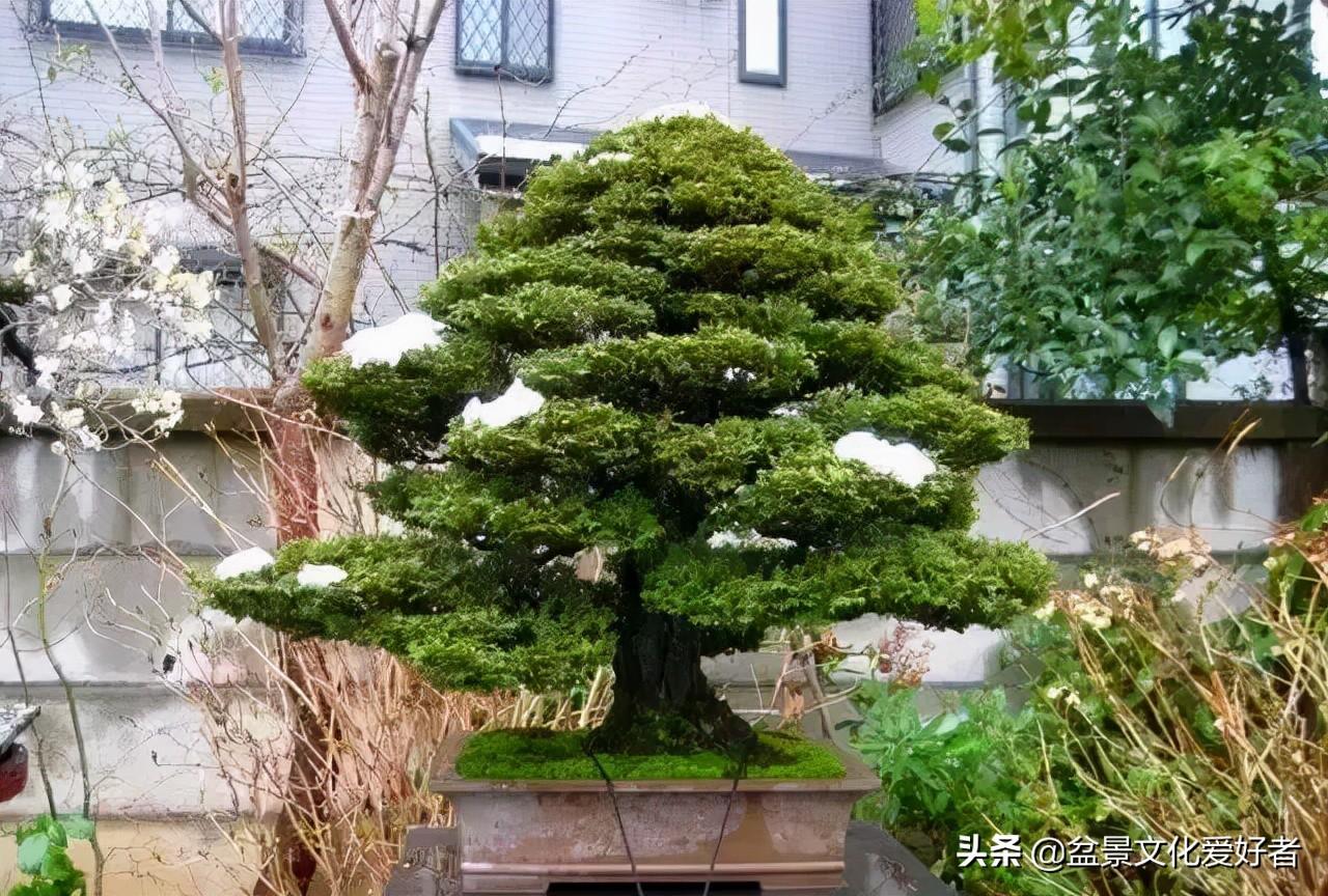 小院珍藏号称世界第一盆栽的柏树盆景