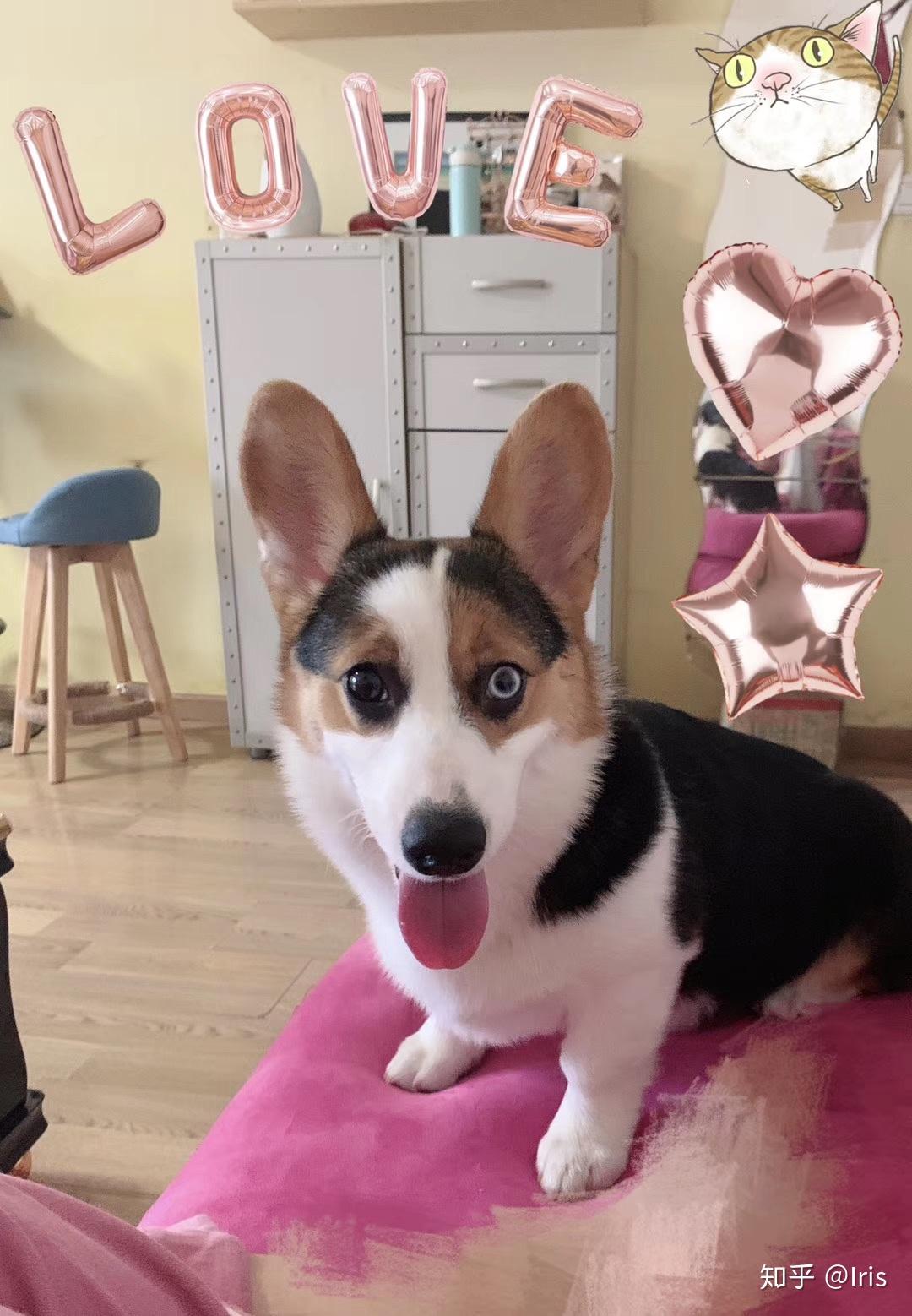 怎么拥有异瞳 v2-c17e1ffd22c141627830c0d2bf310751_r.jpg