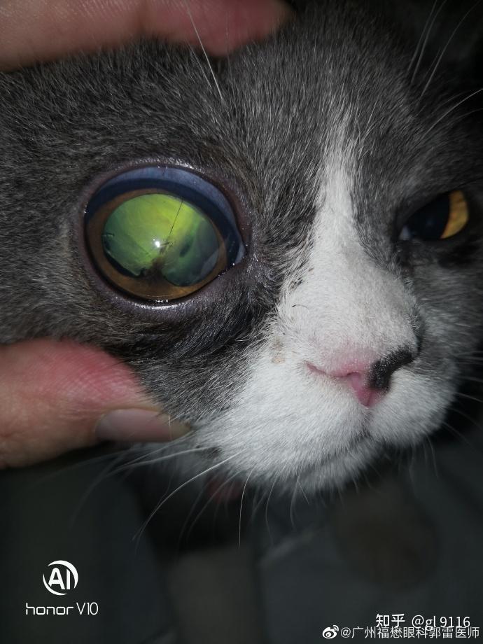 猫青光眼病症