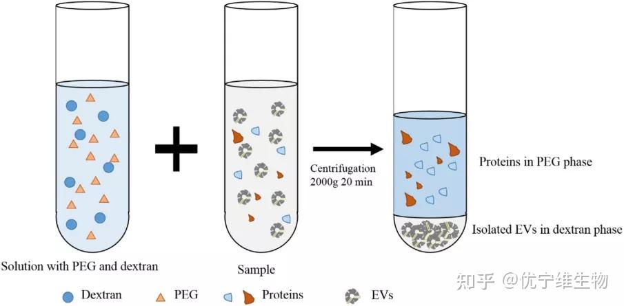 fig 4 双水相系统