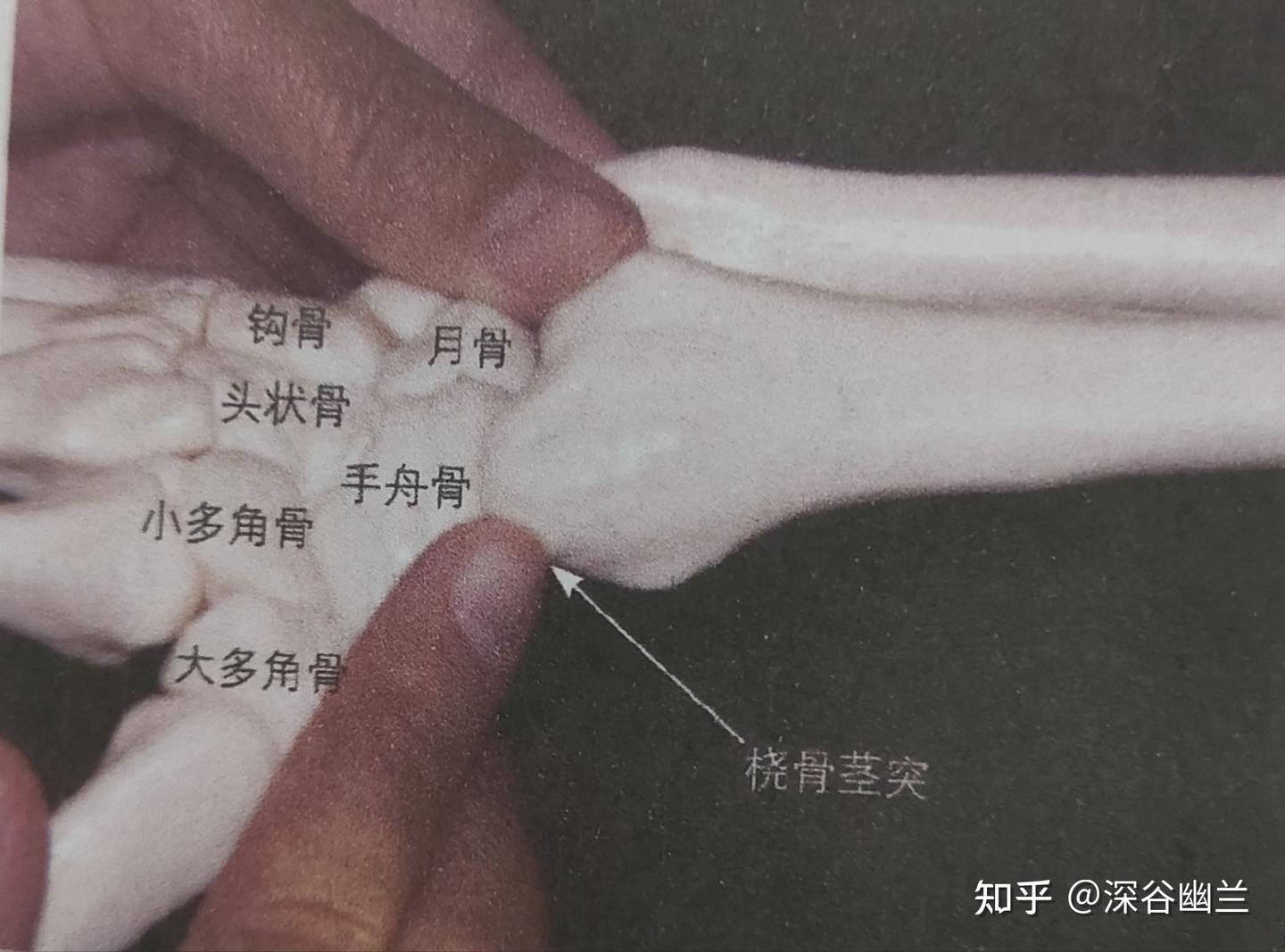 透过解剖太渊穴处查病因 - 知乎