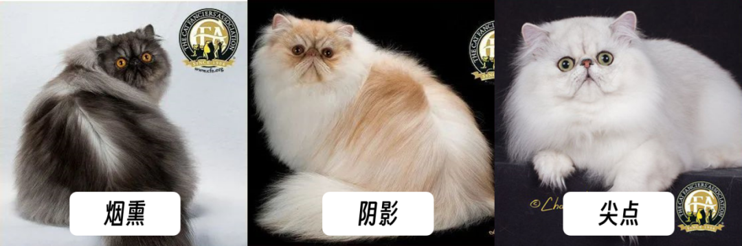 专业鉴猫指南4步告别脸盲从此不会认错猫