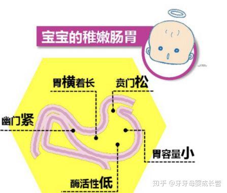 新生儿胃部生理特点图片