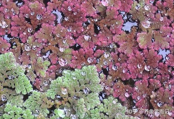 满江红蓝细菌:鱼腥藻蓝细菌:微囊藻蓝细菌:颤藻微囊藻水华固氮作用