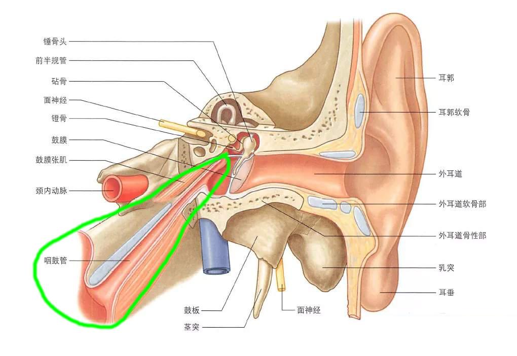 它是鼻咽通往鼓室的一个管状结构.
