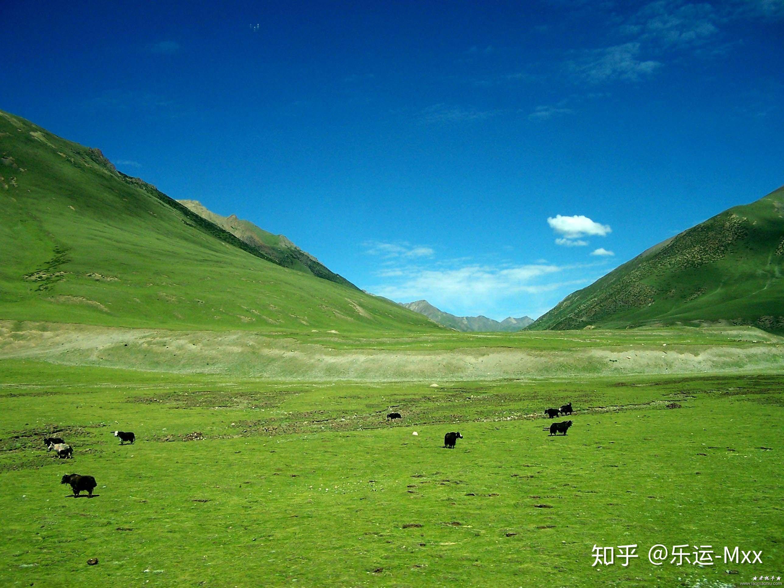 藏北草原风吹草低见牛羊