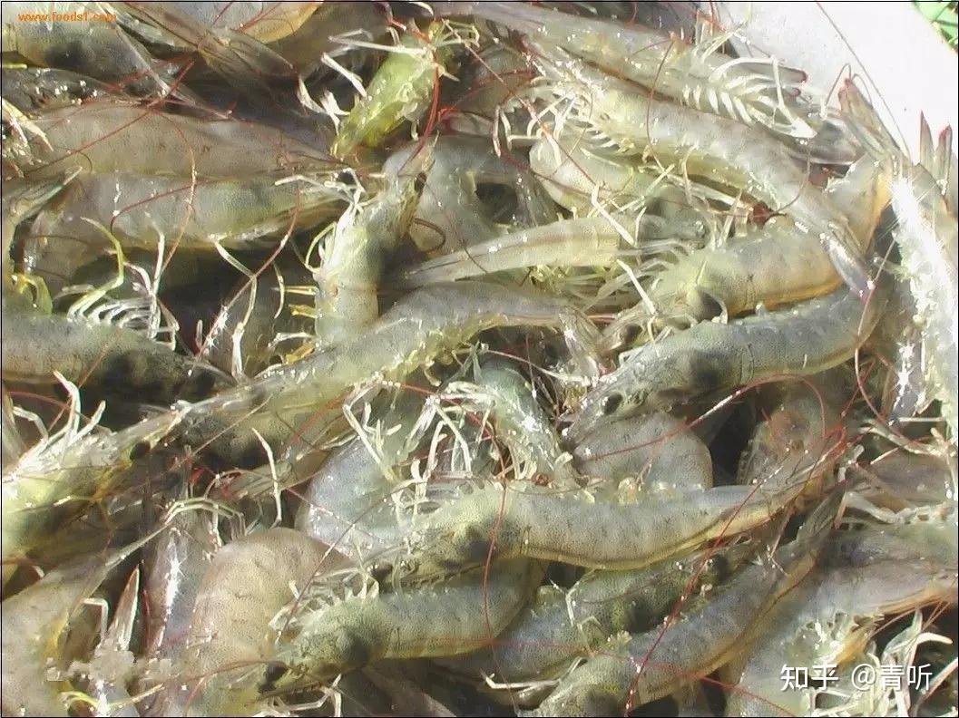 水产良种 | 斑节对虾“南海2号”_养殖