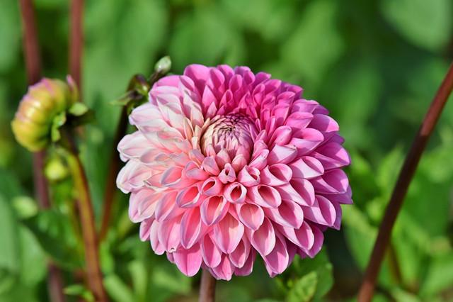 花园菜园易生虫 养上10种 驱虫 植物 虫子跑光光 知乎