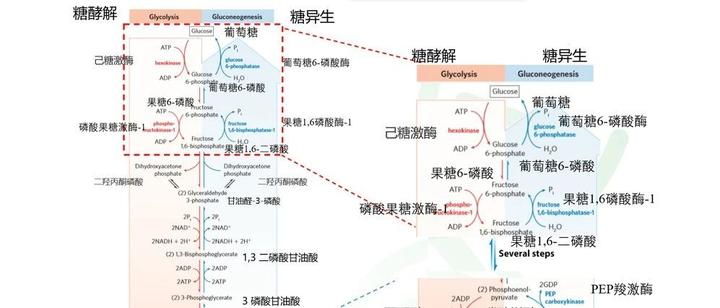 糖酵解/糖原异生信号通路专题解析 - 知乎