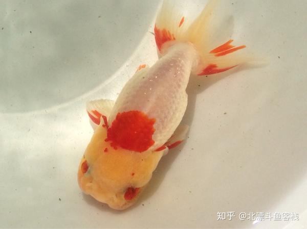 养日本兰寿金鱼的12条心得 新手必看 知乎