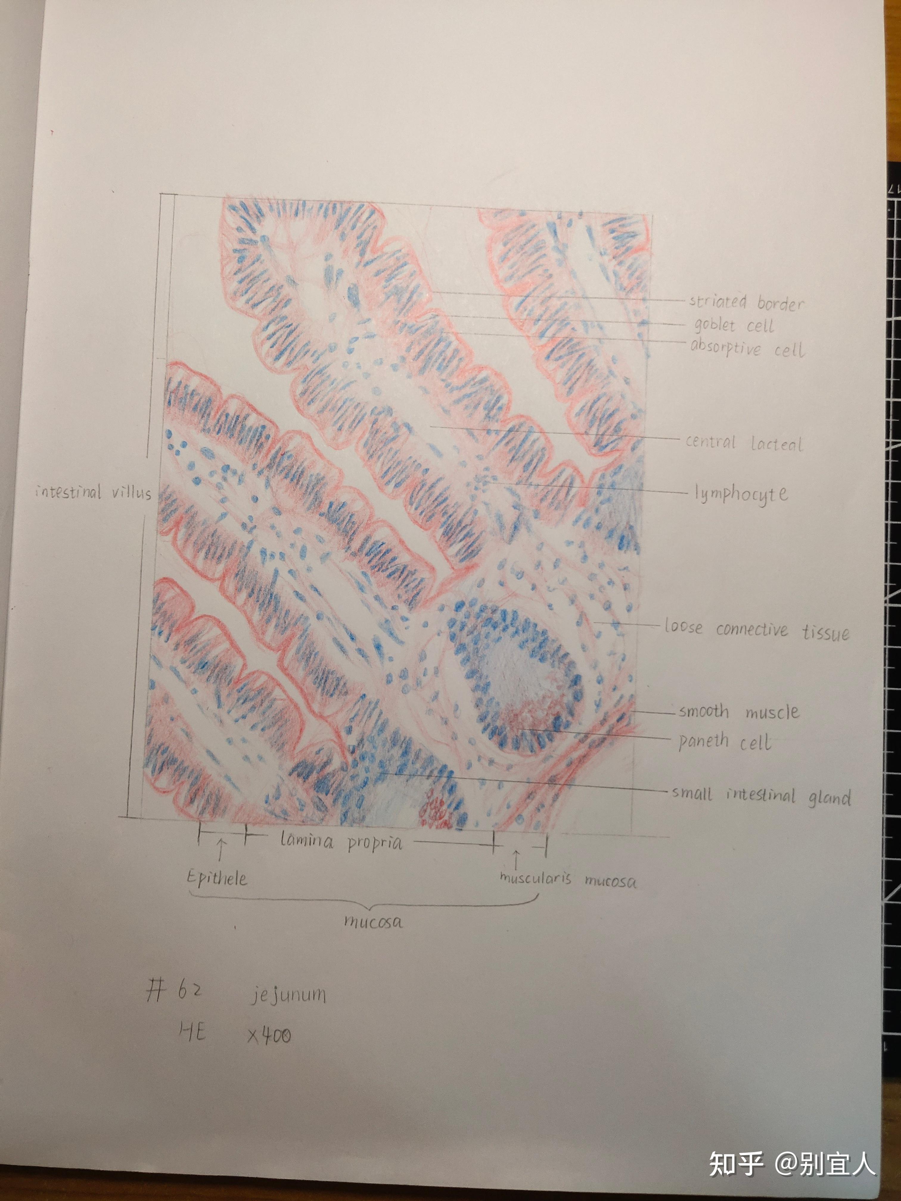 小鼠胸腺红蓝铅笔绘图图片