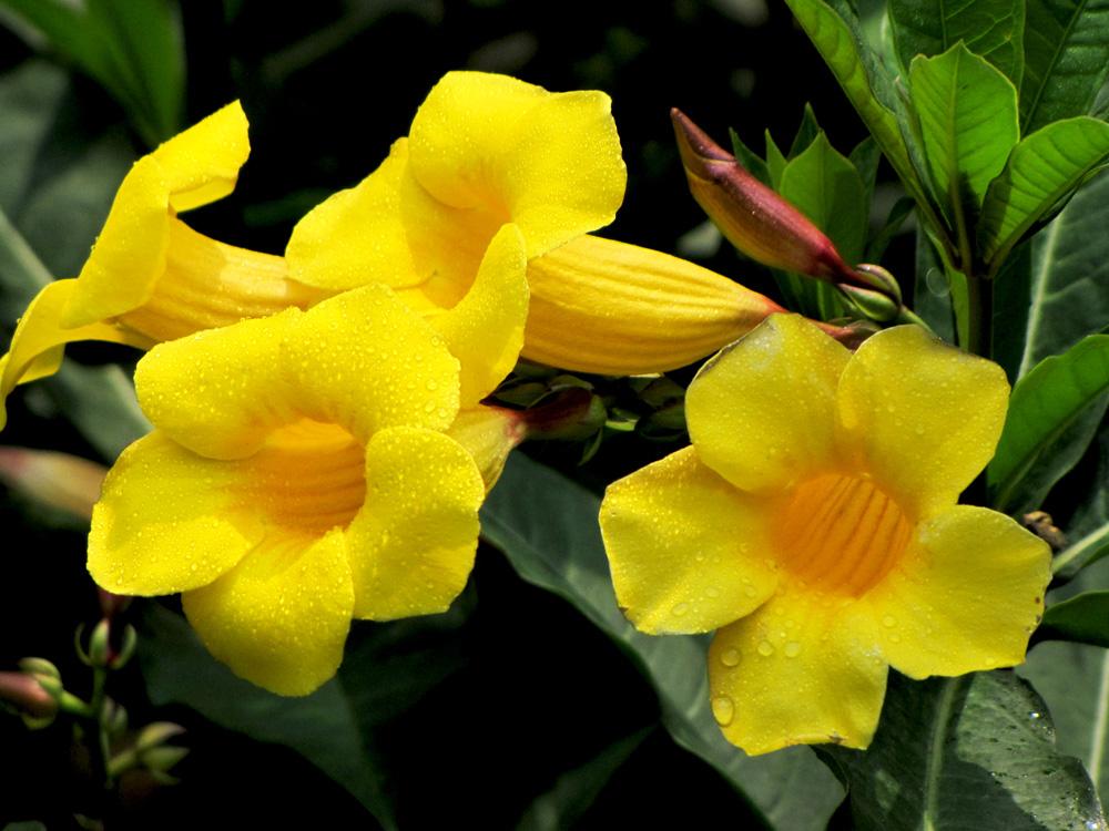 绿化带——常见花 - 知乎