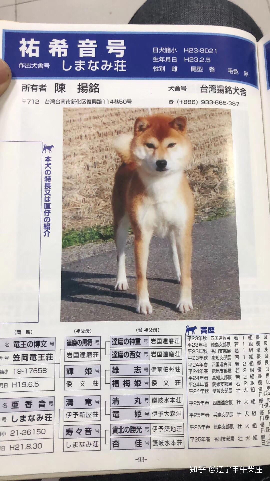 柴犬价格多少钱- 知乎