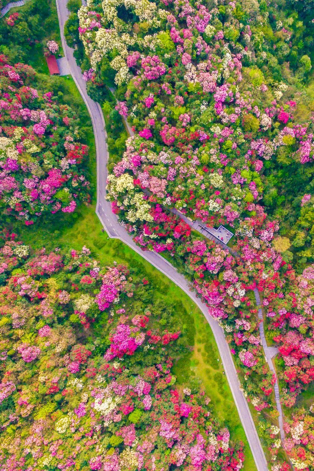 百里杜鹃景区远景.