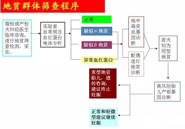地中海贫血筛查