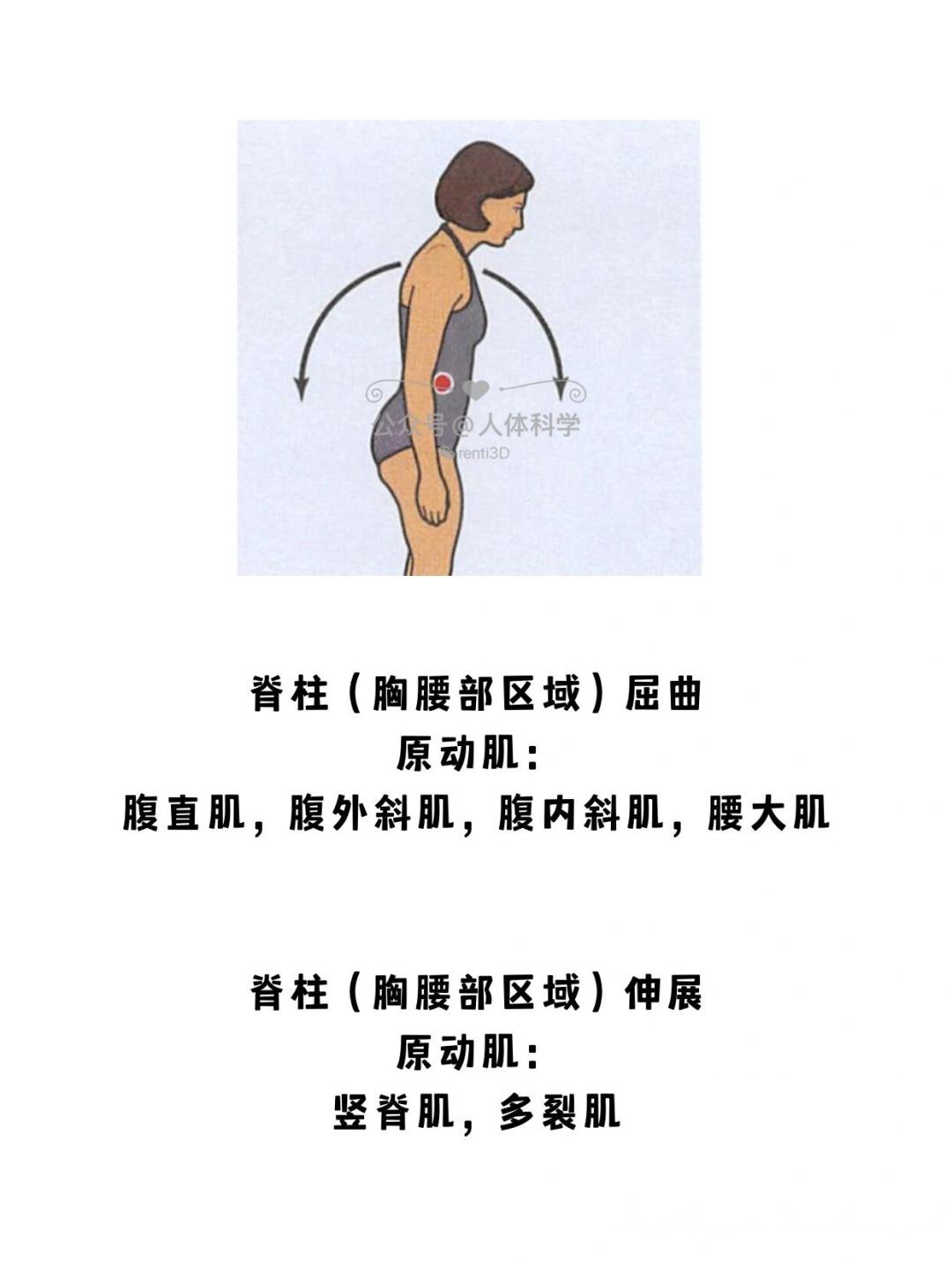 【解剖姿势】身体运动时的参与肌肉图示 - 知乎