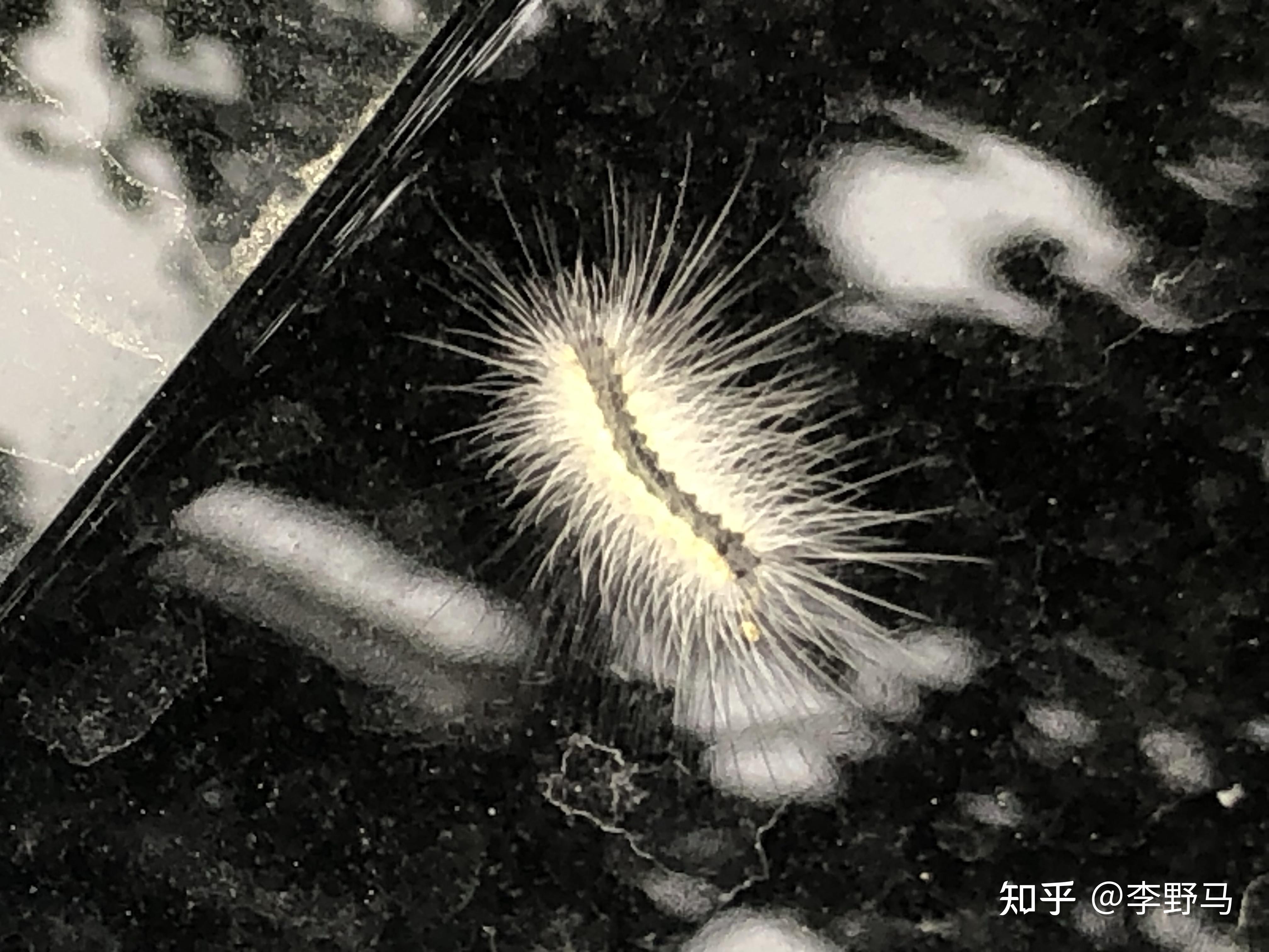 虫恐勿入请问下列哪些毛毛虫的毛对人体无害哪些毛毛虫的毛对人体有害