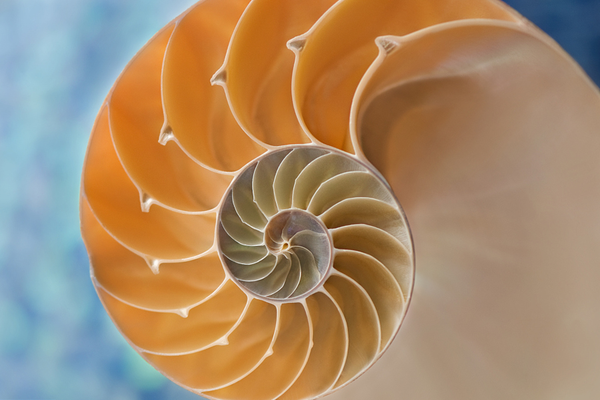 海螺的内部结构有序旋转的黄金比列