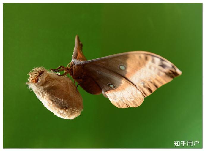 请问东北烧烤中烤蛾子的多吗沈阳飞蛾多吗请勿上图谢谢