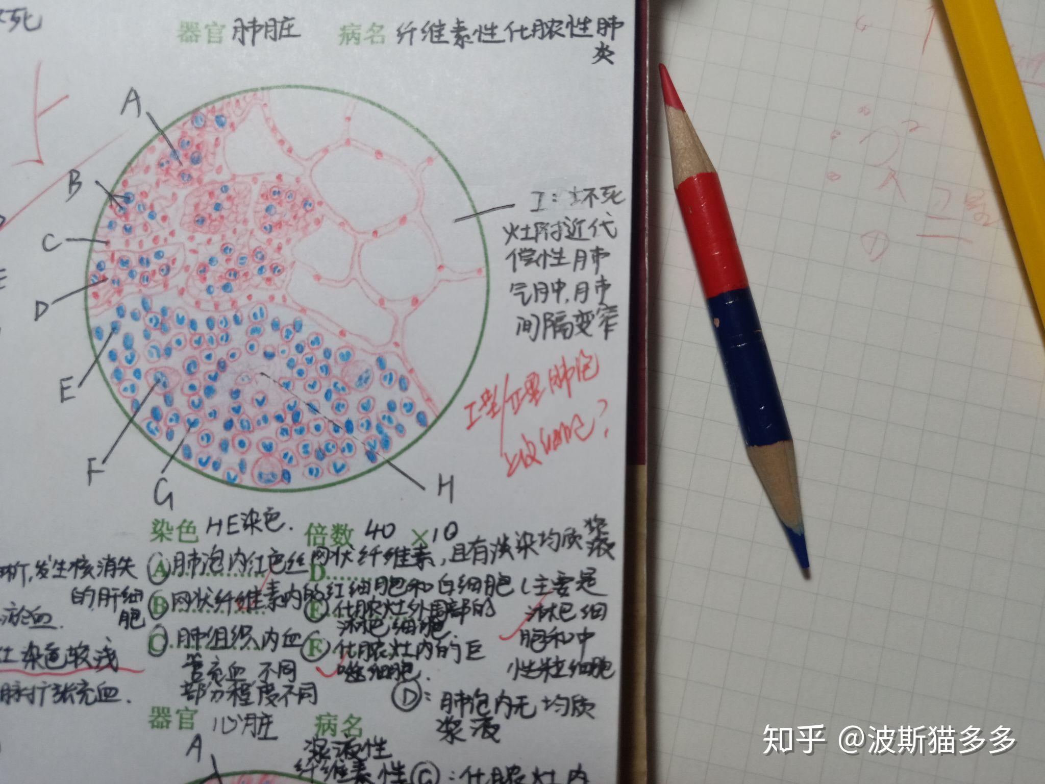 兽医病理解剖学组织切片红蓝铅画图展示