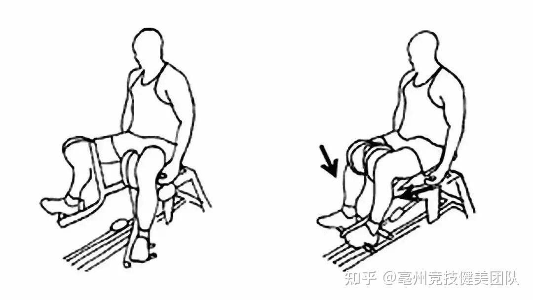 股四头肌锻炼方法图片图片