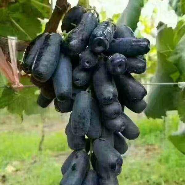 特色果树甜蜜蓝宝石葡萄新贵长圆柱形风味纯正脆甜无渣 知乎