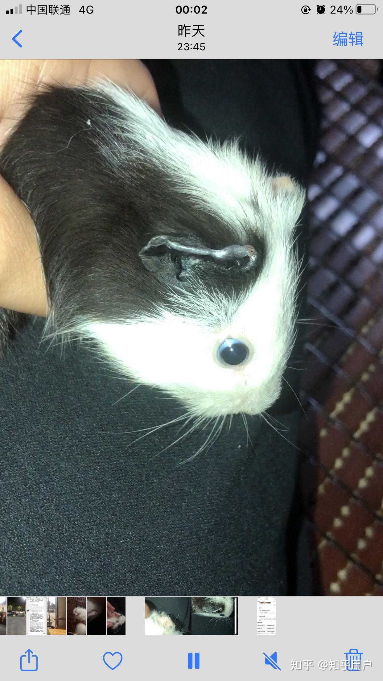 荷兰猪耳朵边缘结痂了