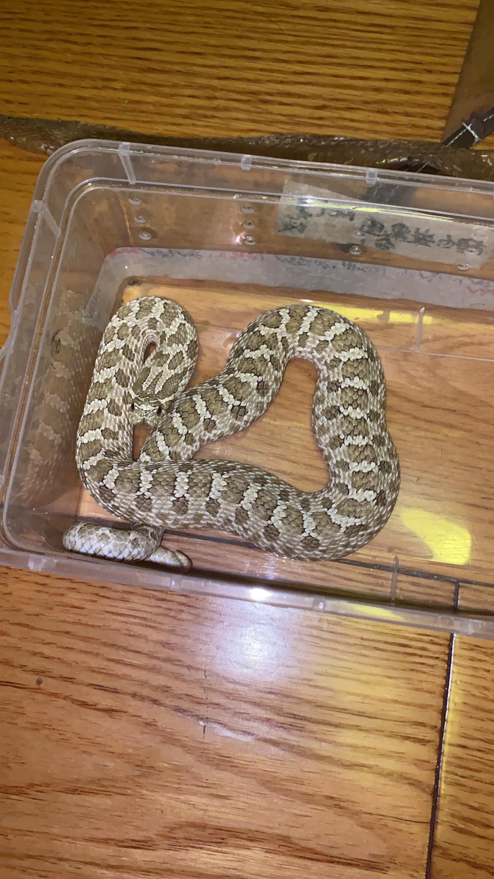 有哪些蛇是胖嘟嘟的