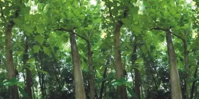 柚木为何被称为“万木之王”？它身上究竟隐藏着怎样的秘密？ - 知乎