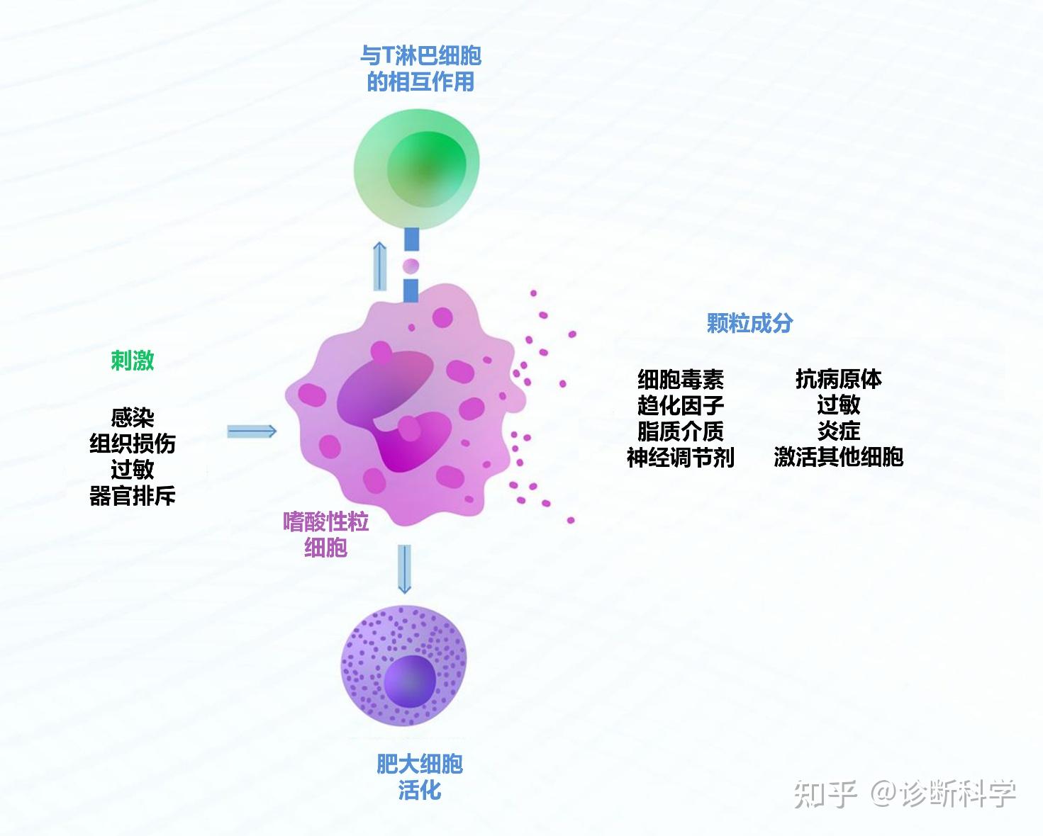 嗜碱性粒细胞作用 zhuanlan.zhihu.com