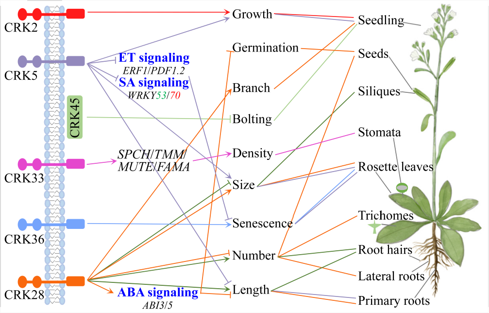 Trends in plant science crk 