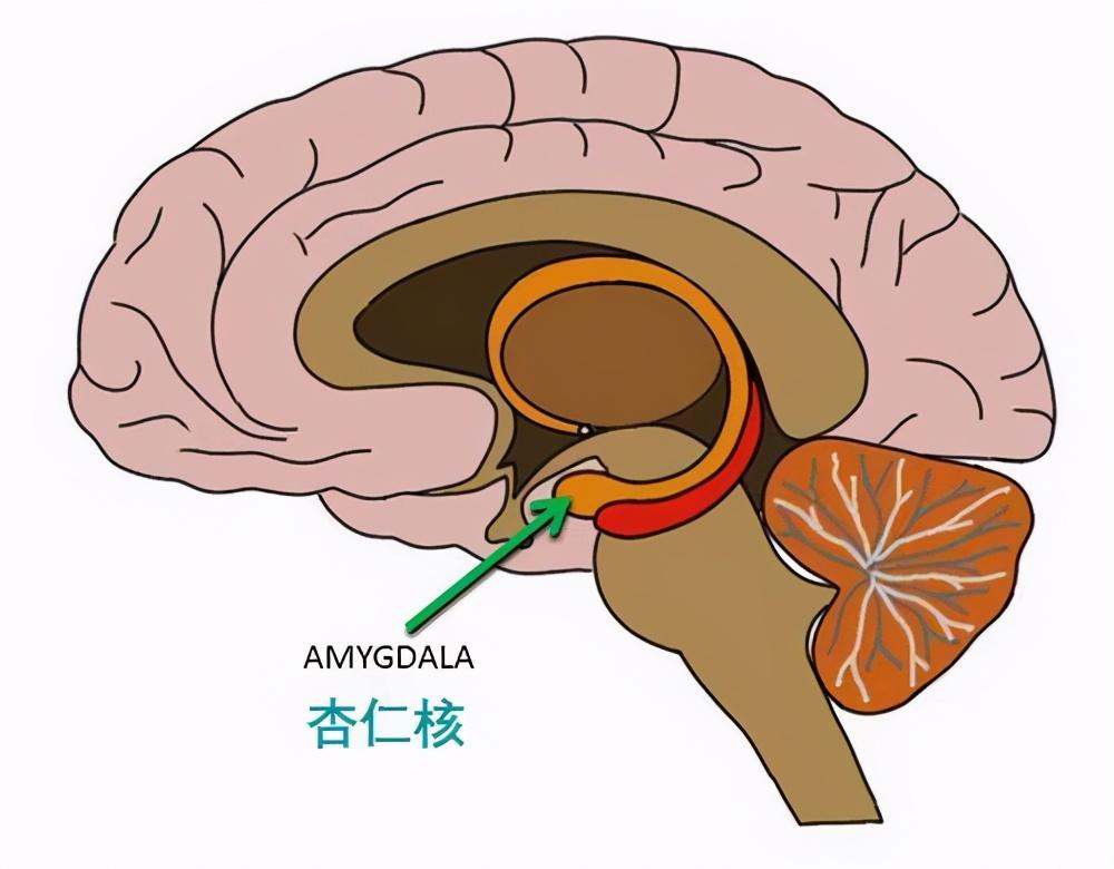 02 前额皮质,杏仁核与情绪调整能力
