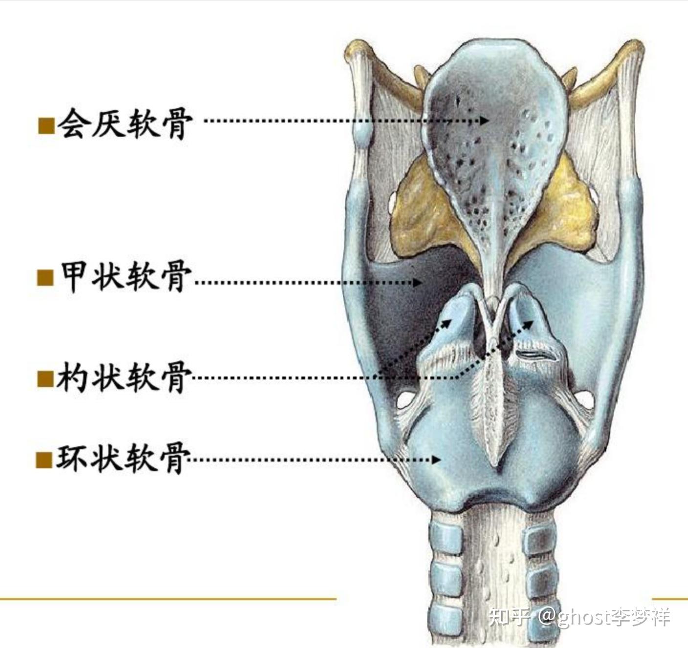 医学笔记，系统解剖学#18-呼吸系统[总论，鼻，咽喉] - 知乎
