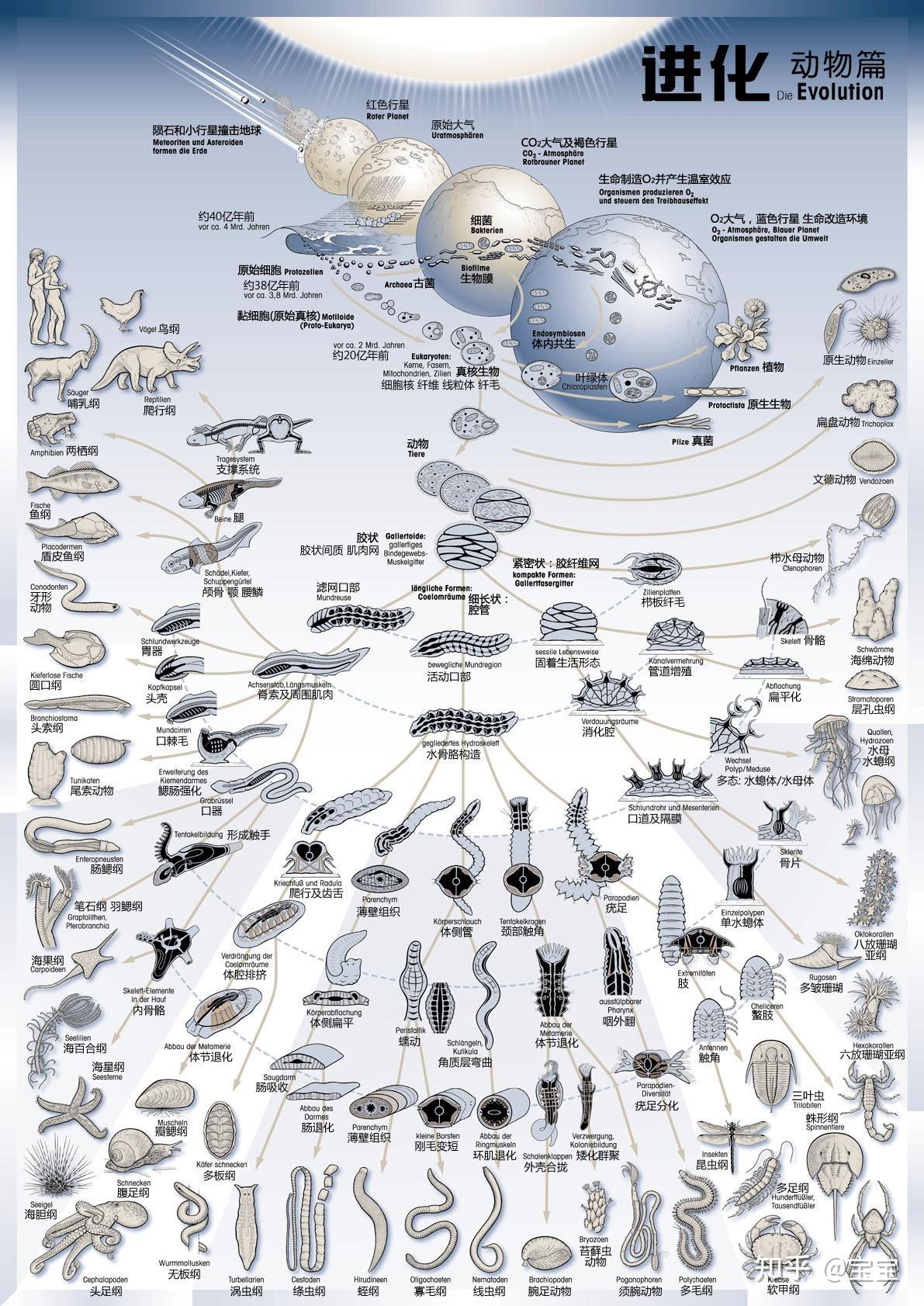 生物进化树整理 - 知乎