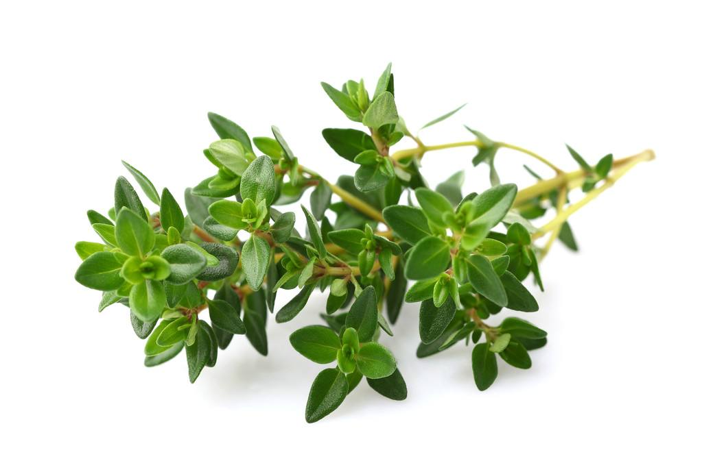 草本精油6沉香醇百里香理智的勇气力量