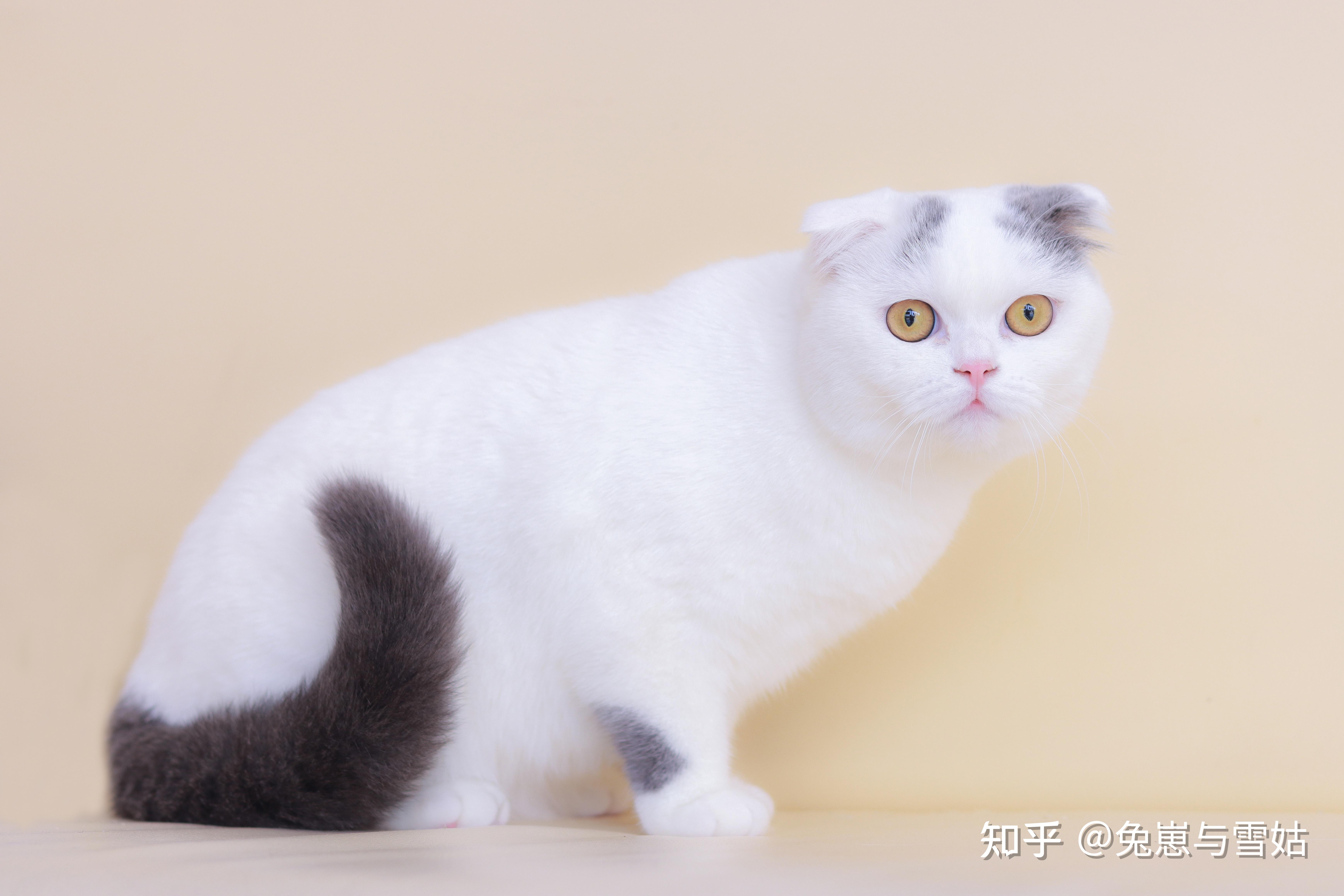 猫奴必看中外猫咪品种大全附精美剧照