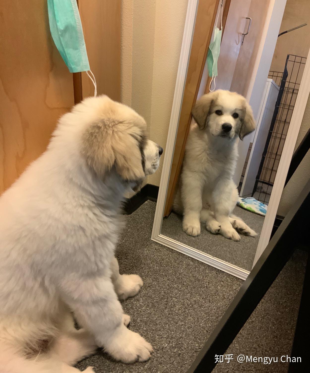 大白熊犬阿棉的日常