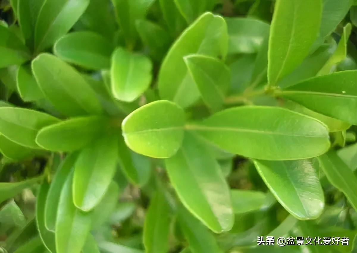 珍珠黄杨小小绿绿的，有的从石缝里生长，这种抱石黄杨更稀罕！|黄杨|珍珠黄杨|石缝_新浪新闻