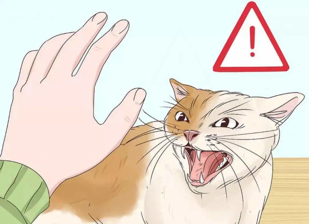 猫咖"撸猫"被咬,店主:我们有免责协议,你自费打针去吧! - 知乎