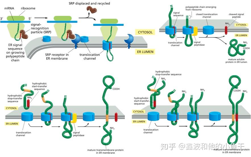细胞内功能区隔与蛋白质分选 - 知乎