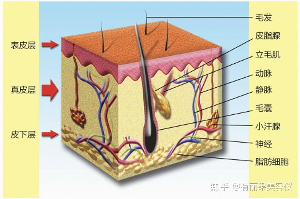 想要皮肤好,认识皮肤结构不能少!