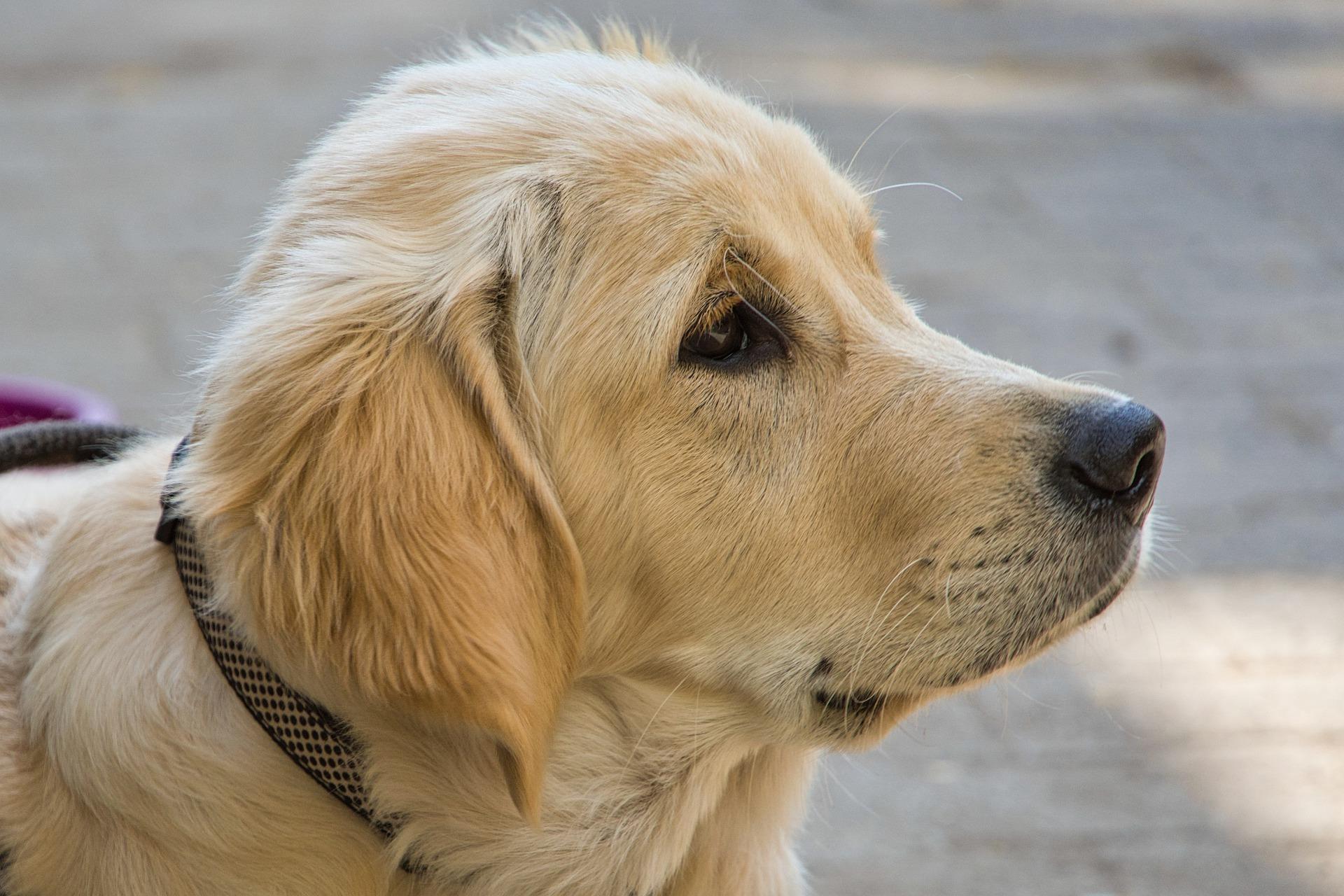 (纯种金毛犬参照图)金毛寻回犬高清特写