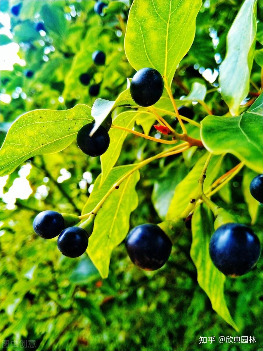 园林植物篇之香樟 - 知乎