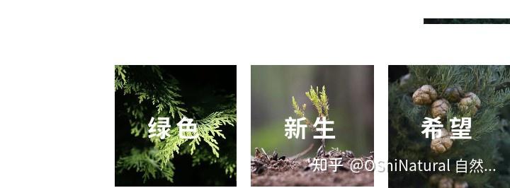 OShiNatural 自然欧植丨丝柏精油，地中海柏木丨有自己的传说 - 知乎