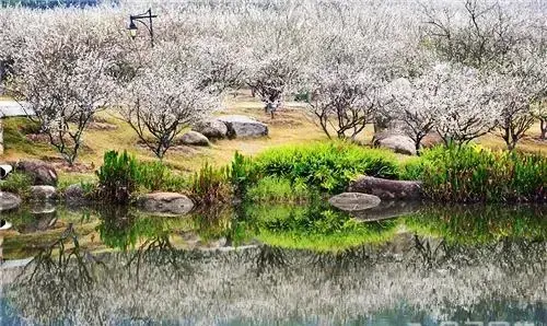 香雪公园花期_香雪公园_香雪公园是什么花