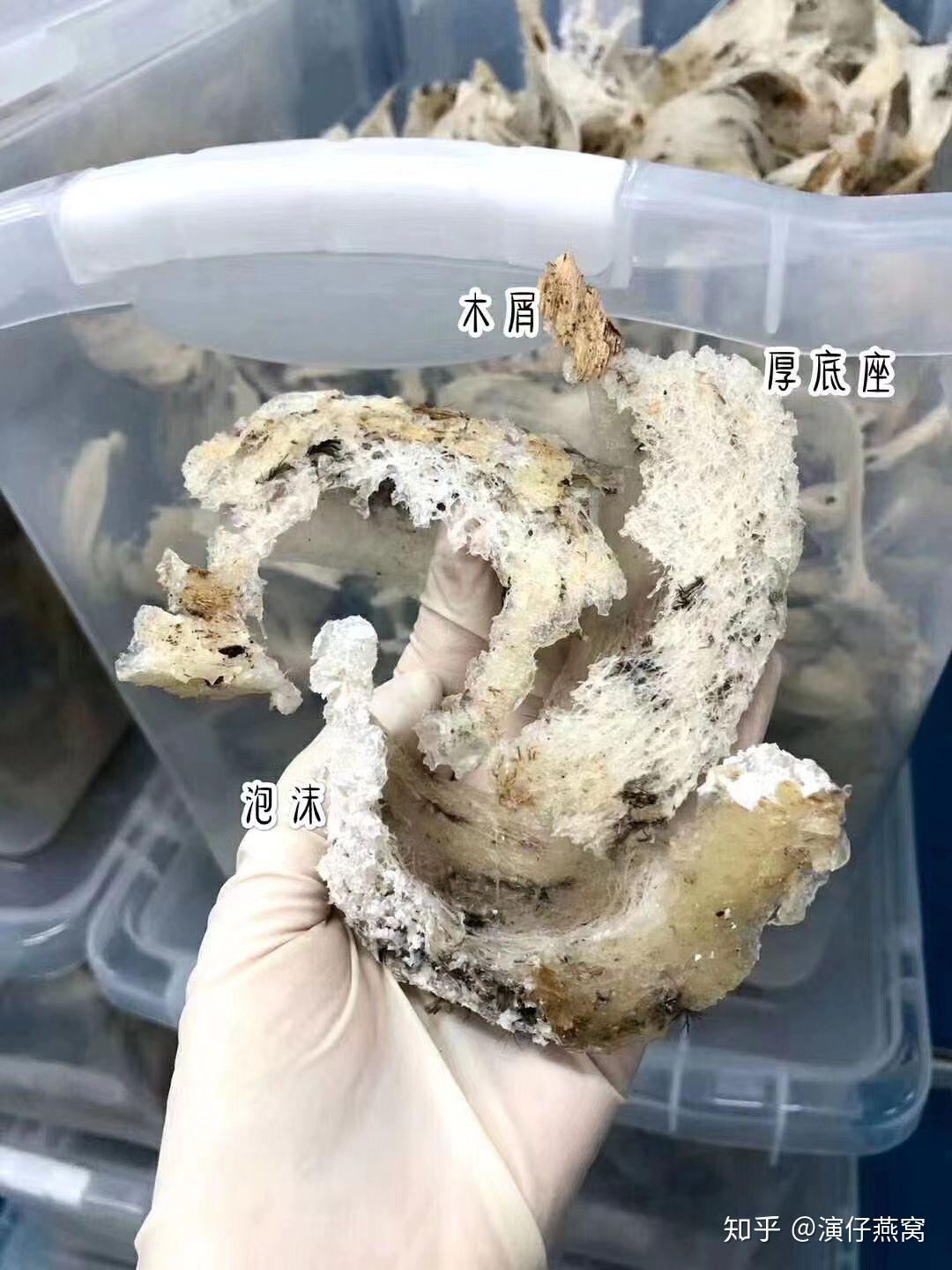 天然燕窝在燕屋刚采摘下来是什么样子呢