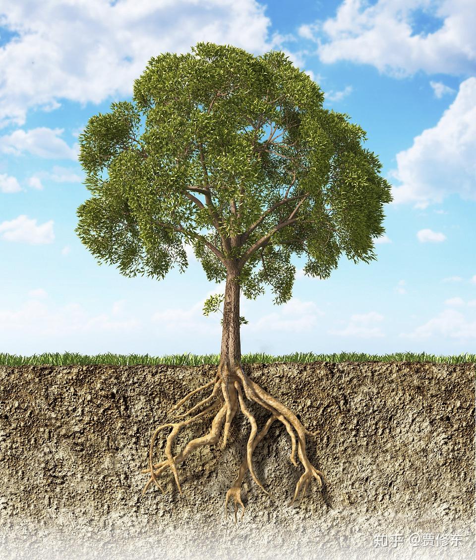 用你的能量温暖更多人,达到无痕成交厚德载物:地下的树根为你的"德"