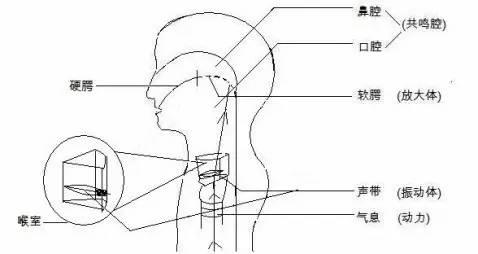 头腔共鸣在歌唱发声时,保持自然哈欠状态,就等于保持了良好的咽共鸣腔